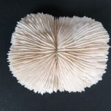 Ancient fungia coral 9x8 cm
