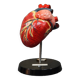 Curiosity Anatomy crocodile heart resin Czech Republic 1970