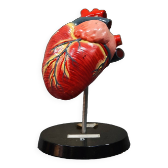 Curiosity Anatomy crocodile heart resin Czech Republic 1970