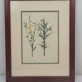 Botanical plate engraving by C. Pierre after Naudin