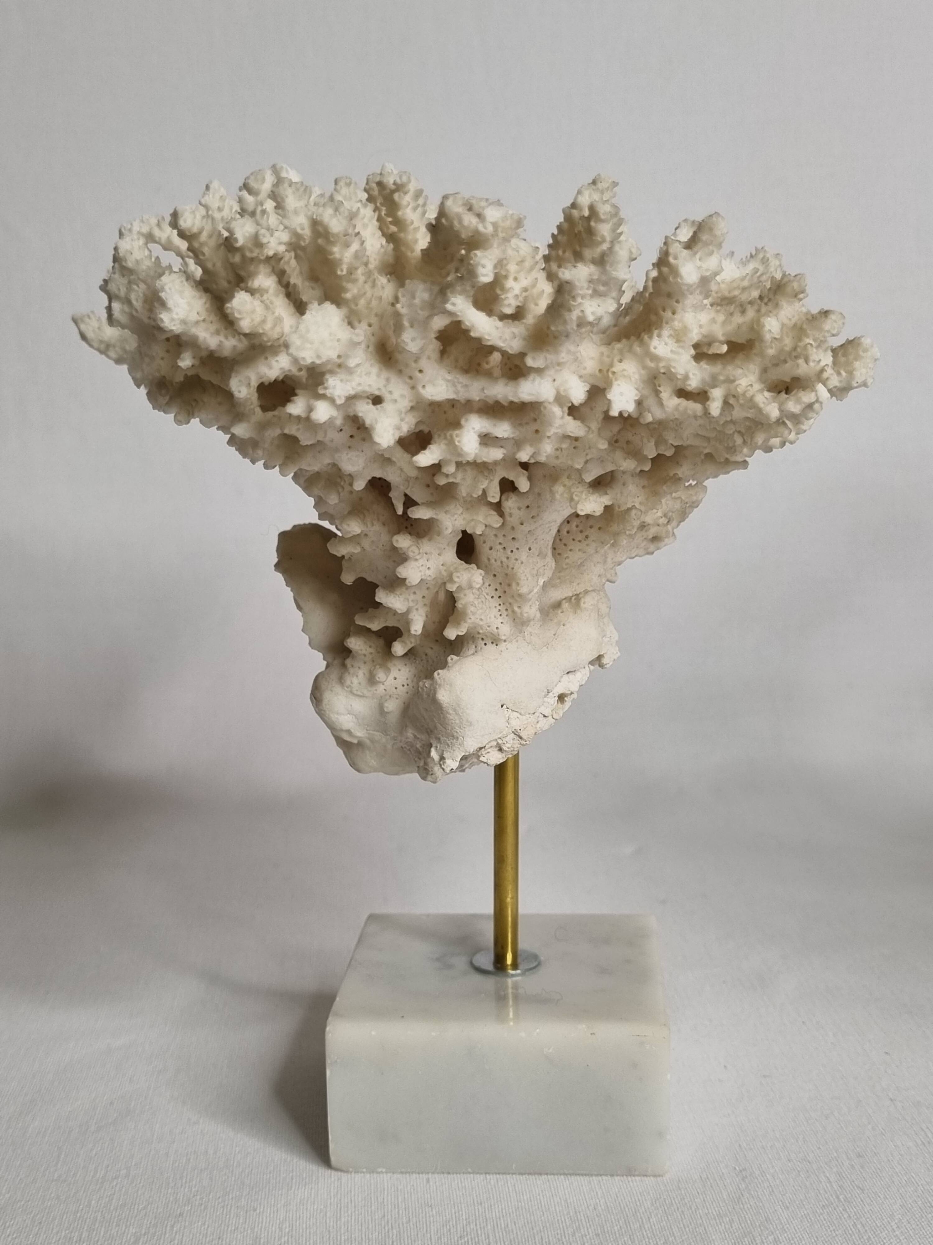 Set of four old white corals on marble base, 20 cm