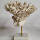 Set of four old white corals on marble base, 20 cm