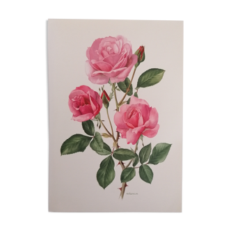 Botanical Plank Rose No.53, Coll. 475 Tutu Mauve Delbard-Chabert 1961