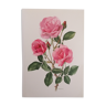 Planche botanique Rose n°53, Coll. 475 Tutu Mauve Delbard-Chabert 1961
