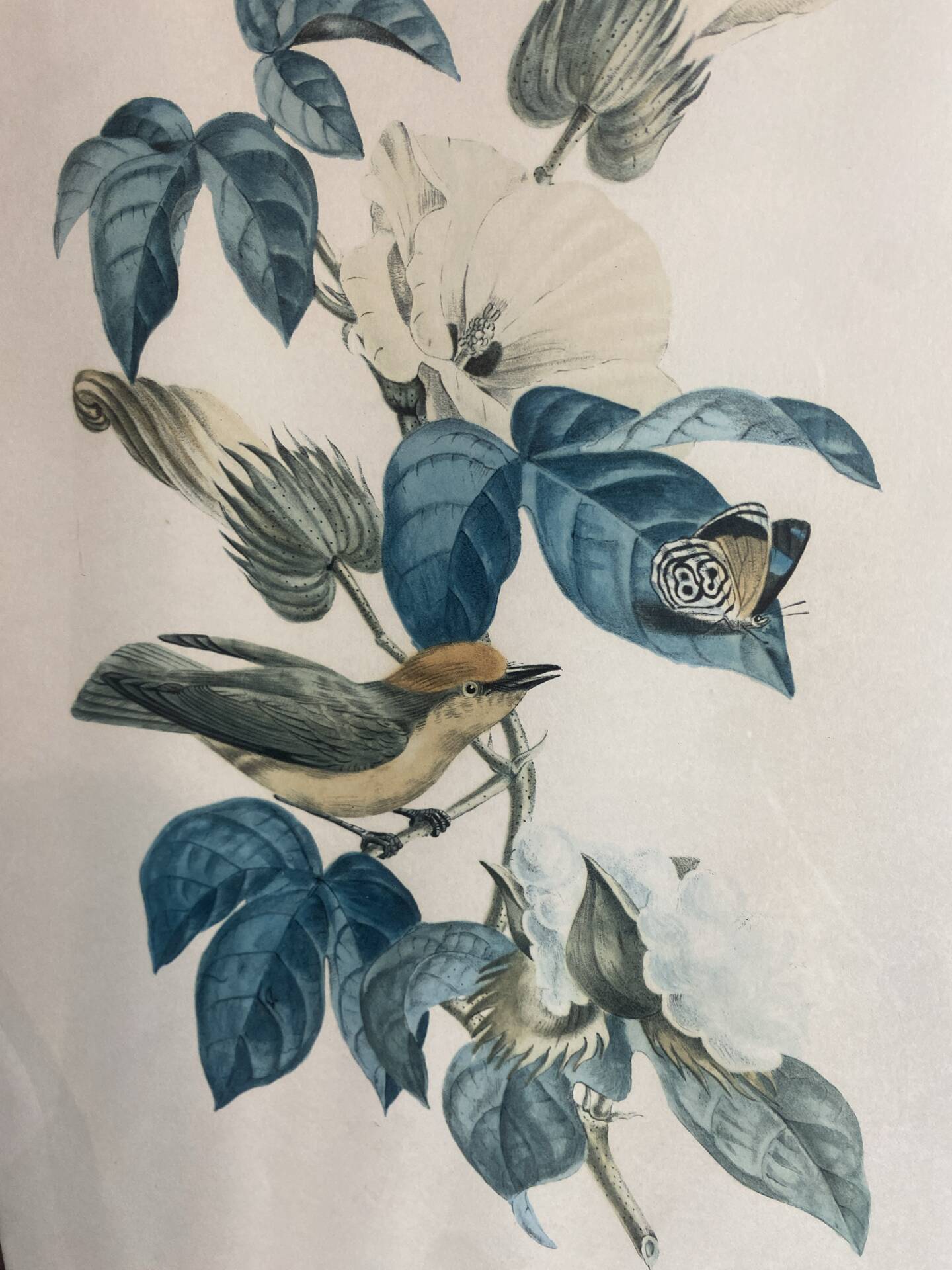 Zoological poster, engraving, of a Ruby-crowned Kinglet, Descourtilz