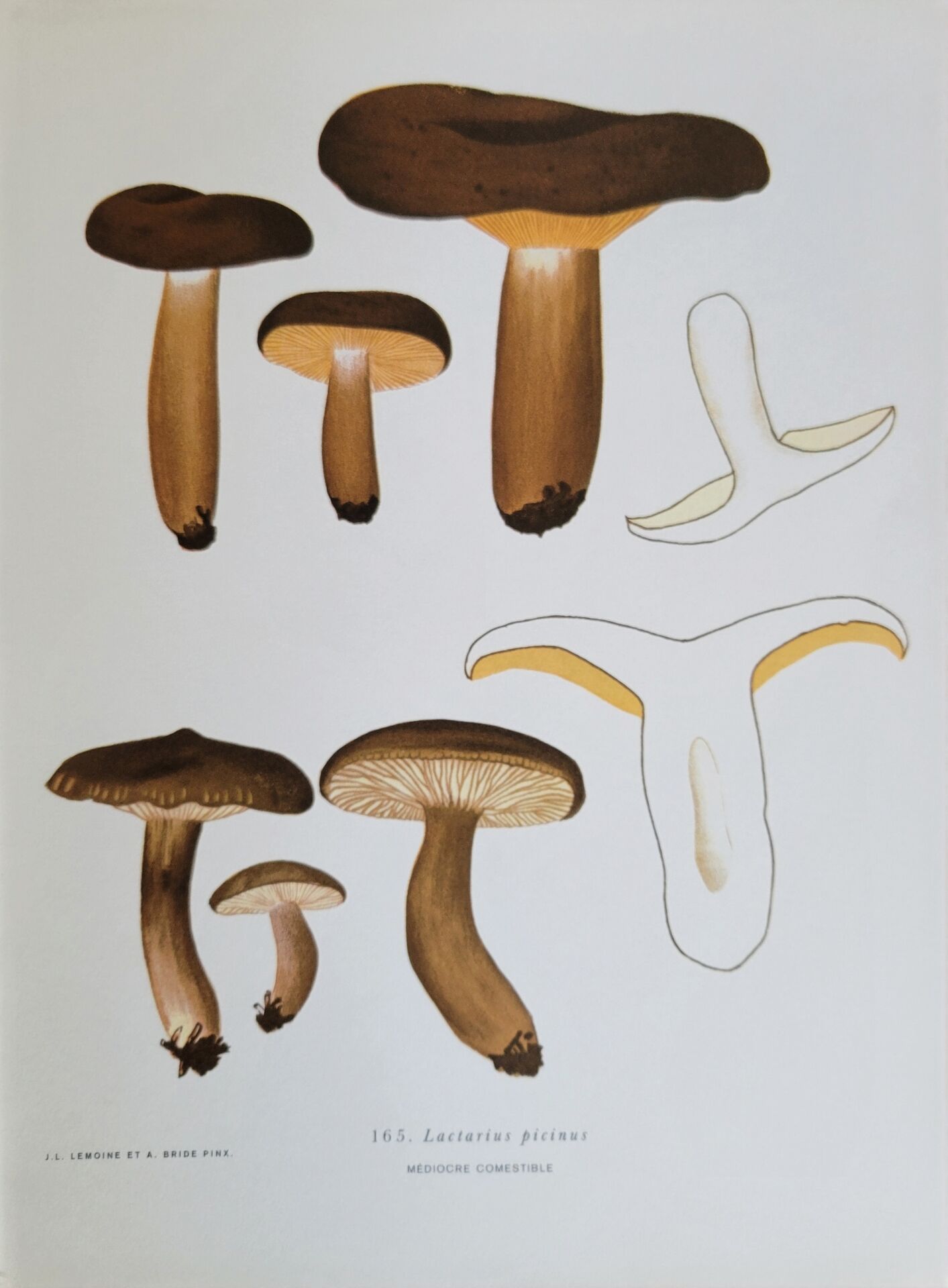 Botanical plate mushroom, 1960