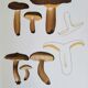 Botanical plate mushroom, 1960