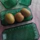 Raviers verts en verre