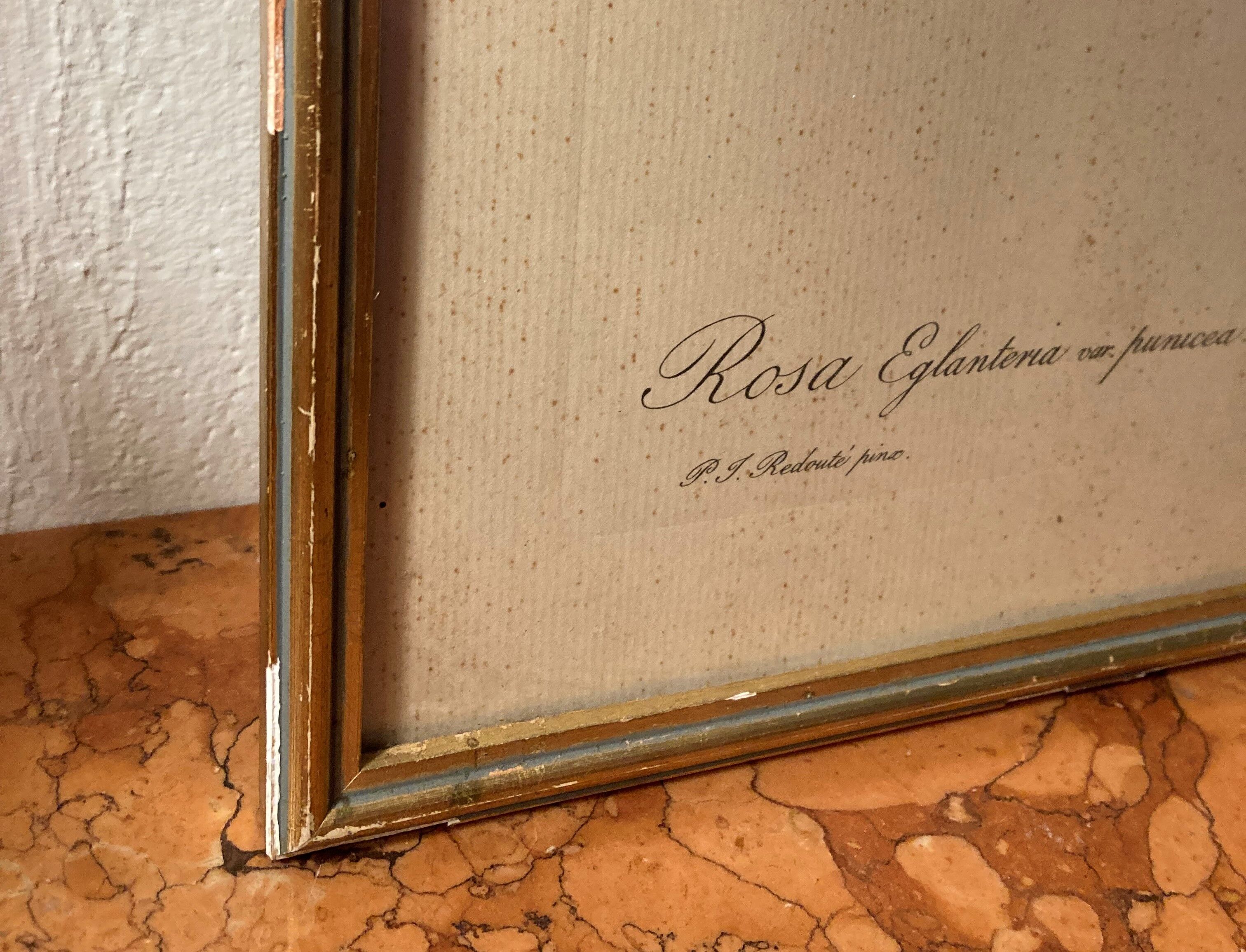 Set of two lithographs Rose Redfearé