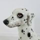 Very large ceramic Dalmatian, Italy, 1960-1970, 43cm