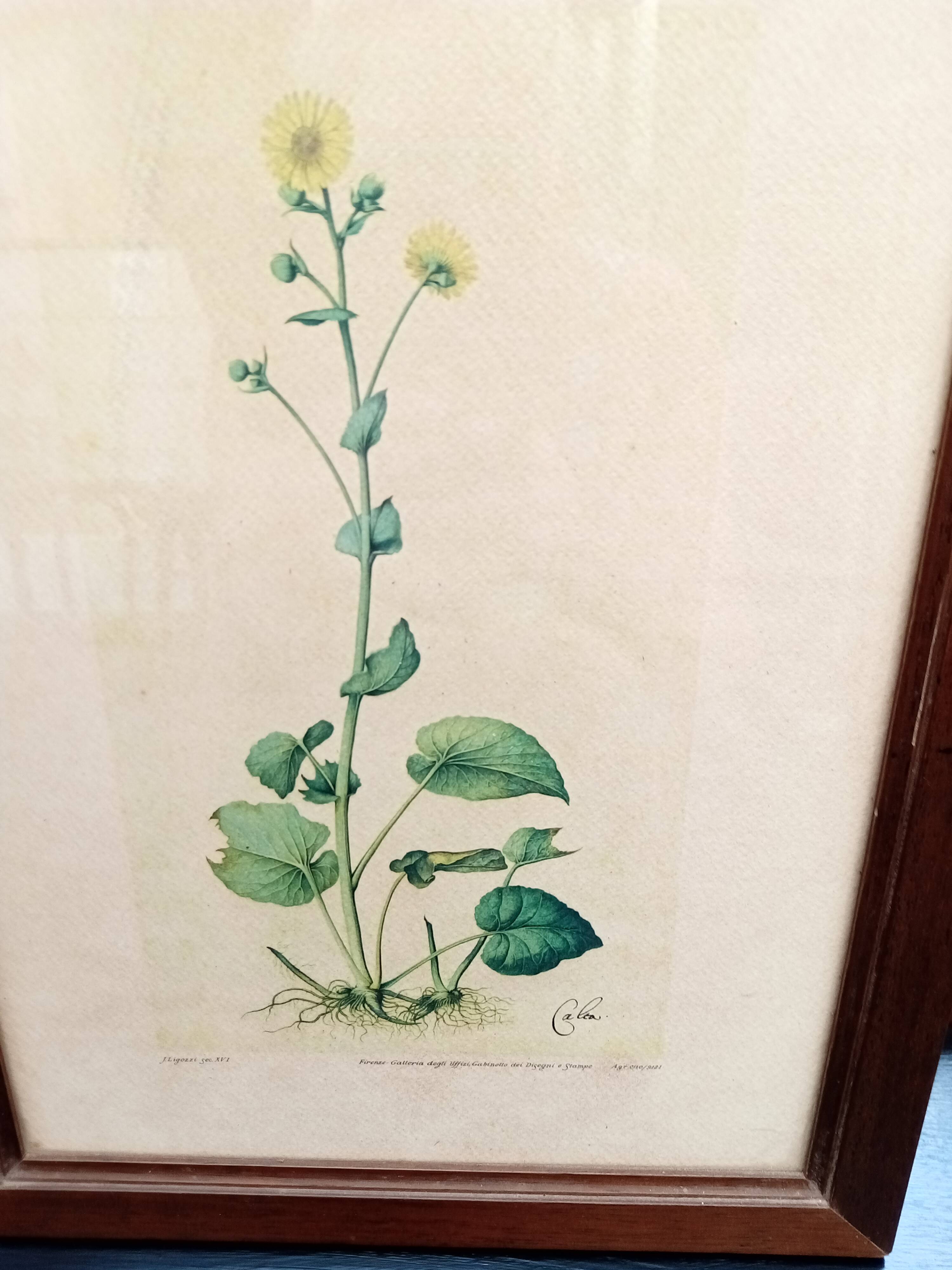 Botanical plate