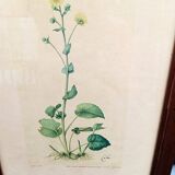 Botanical plate
