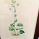 Botanical plate