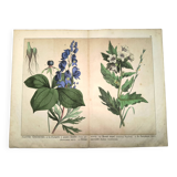 Botanical engraving from 1870 - Poisonous plants, - Lithograph, plate