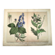 Botanical engraving from 1870 - Poisonous plants, - Lithograph, plate