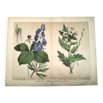 Botanical engraving from 1870 - Poisonous plants, - Lithograph, plate