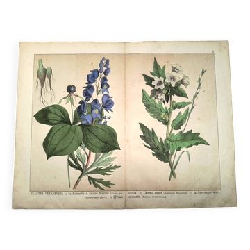 Gravure botanique de 1870 - Plantes vénéneuses, - Lithographie, planche