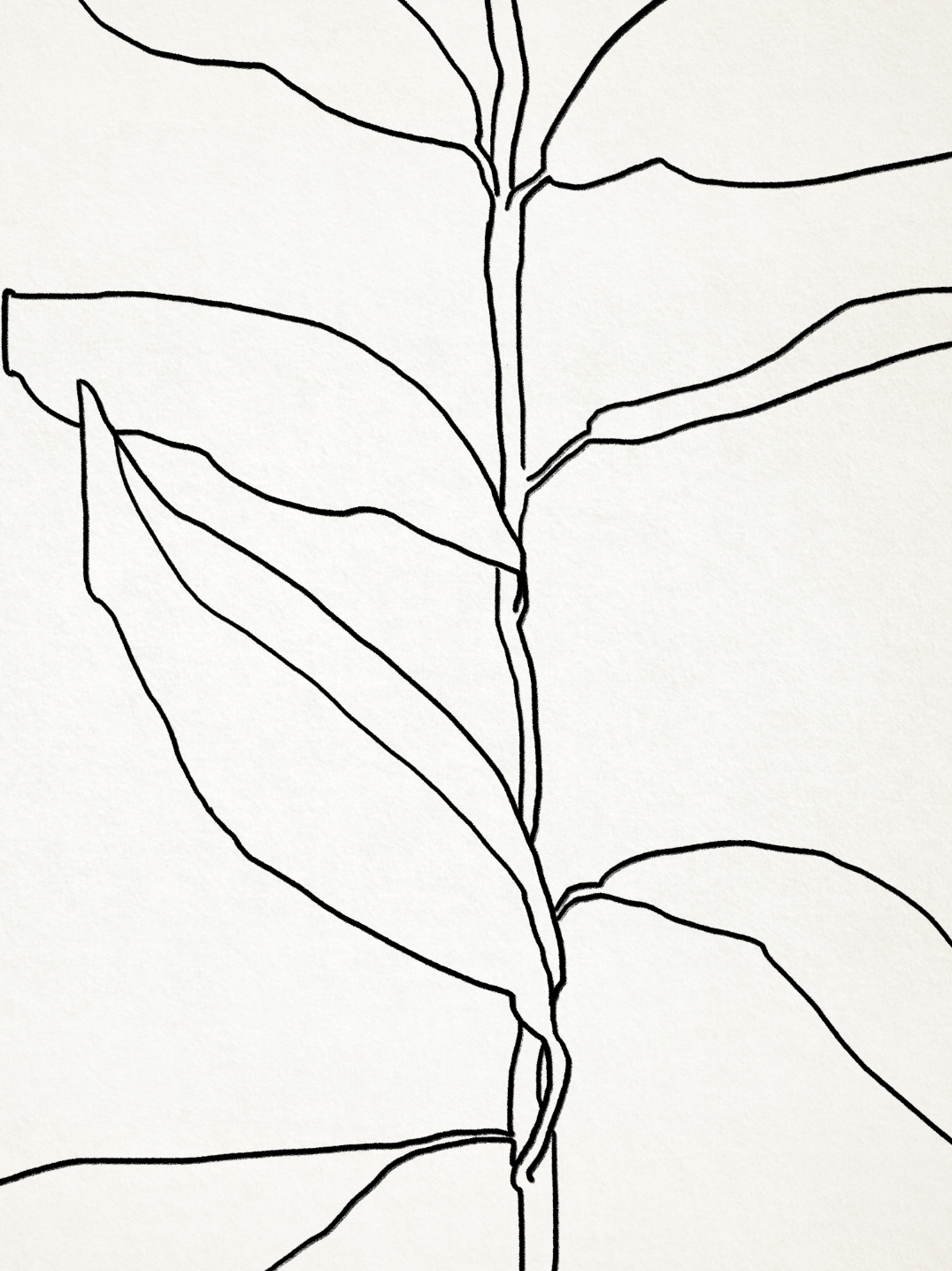 Botanical illustration black lines 50x70cm