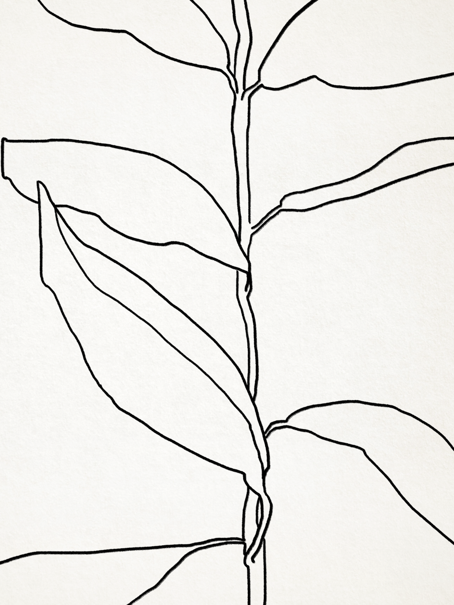 Botanical illustration black lines 50x70cm