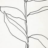 Botanical illustration black lines 50x70cm