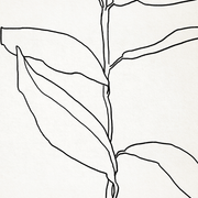 Botanical illustration black lines 50x70cm