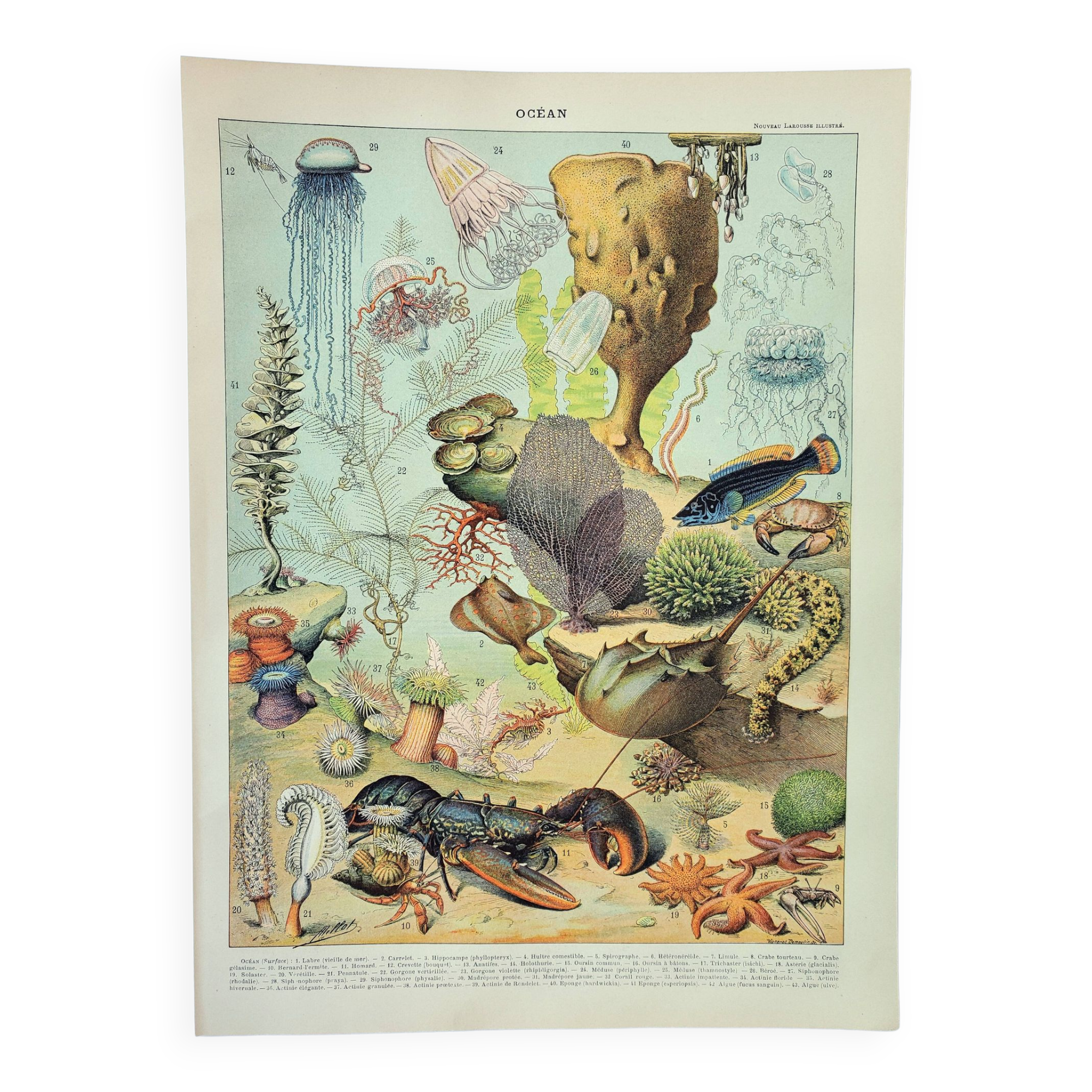 Old engraving 1898, Ocean (fauna and flora), fish • Lithograph, Original plate