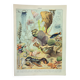Old engraving 1898, Ocean (fauna and flora), fish • Lithograph, Original plate