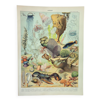 Gravure ancienne 1898, Océan (faune et flore), poisson • Lithographie, Planche originale