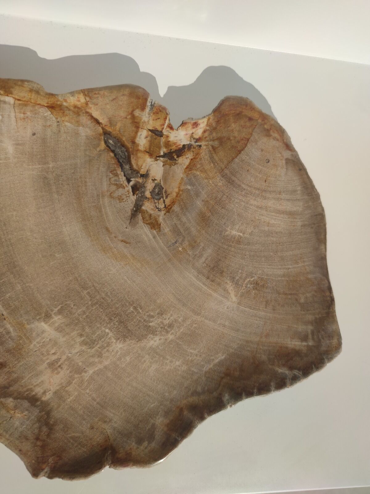 Large empty pocket or flat petrified wood - 30cm