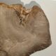 Large empty pocket or flat petrified wood - 30cm
