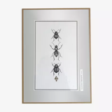 Illustration insects n°2, limited series