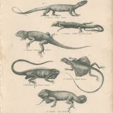 Antique engraving on reptiles : various lizards, pl3, 1828
