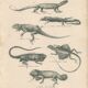 Gravure ancienne sur reptiles divers lézards pl3 1828