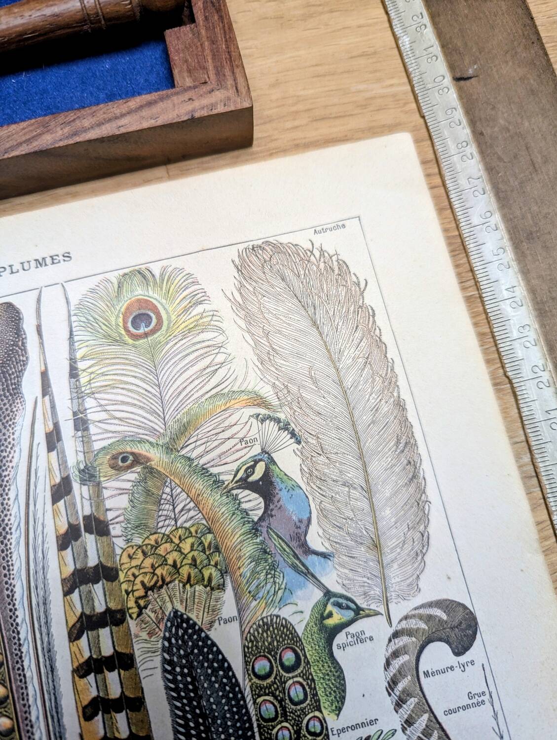 Printed in 1924, the feathers. Old naturalist illustration.