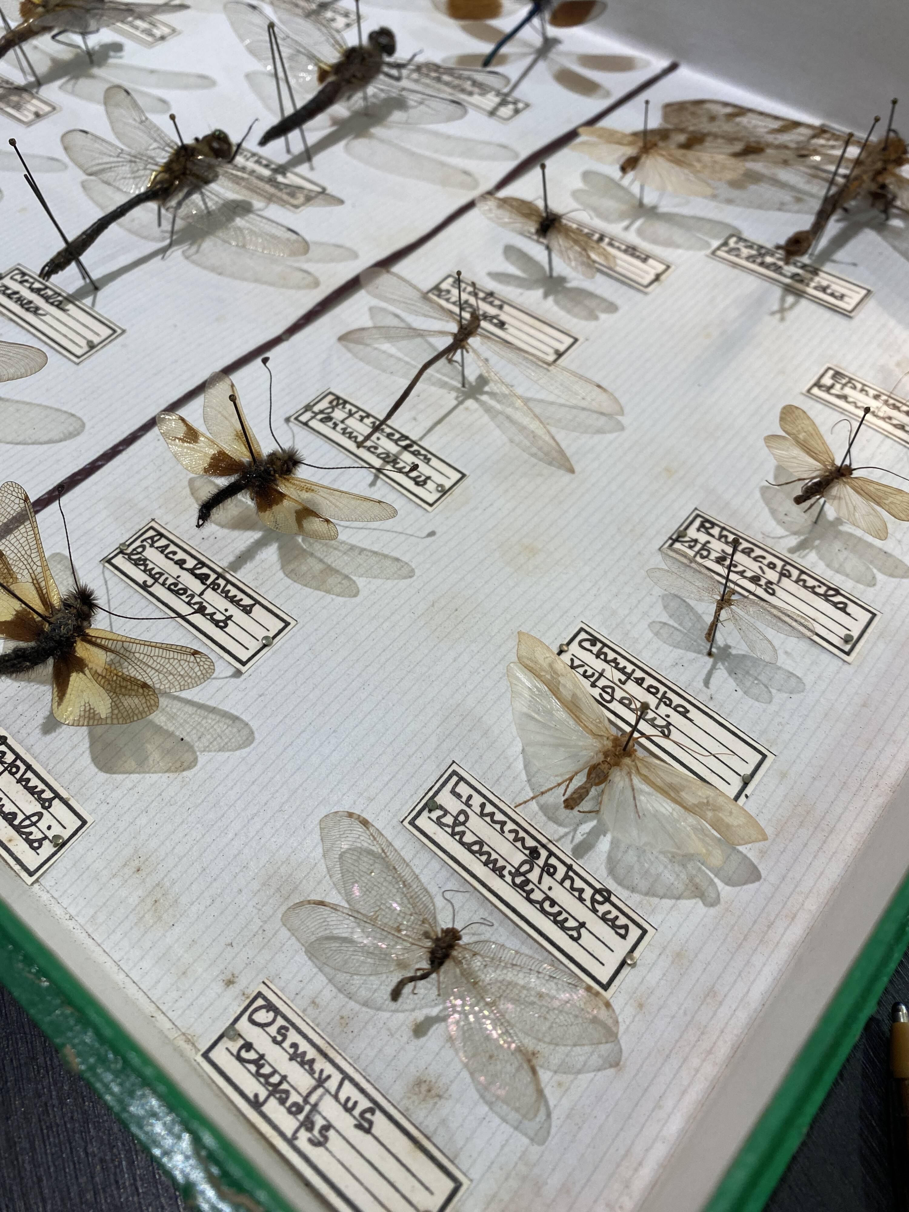 Entomology box showcase of dragonfly insects