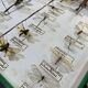 Entomology box showcase of dragonfly insects