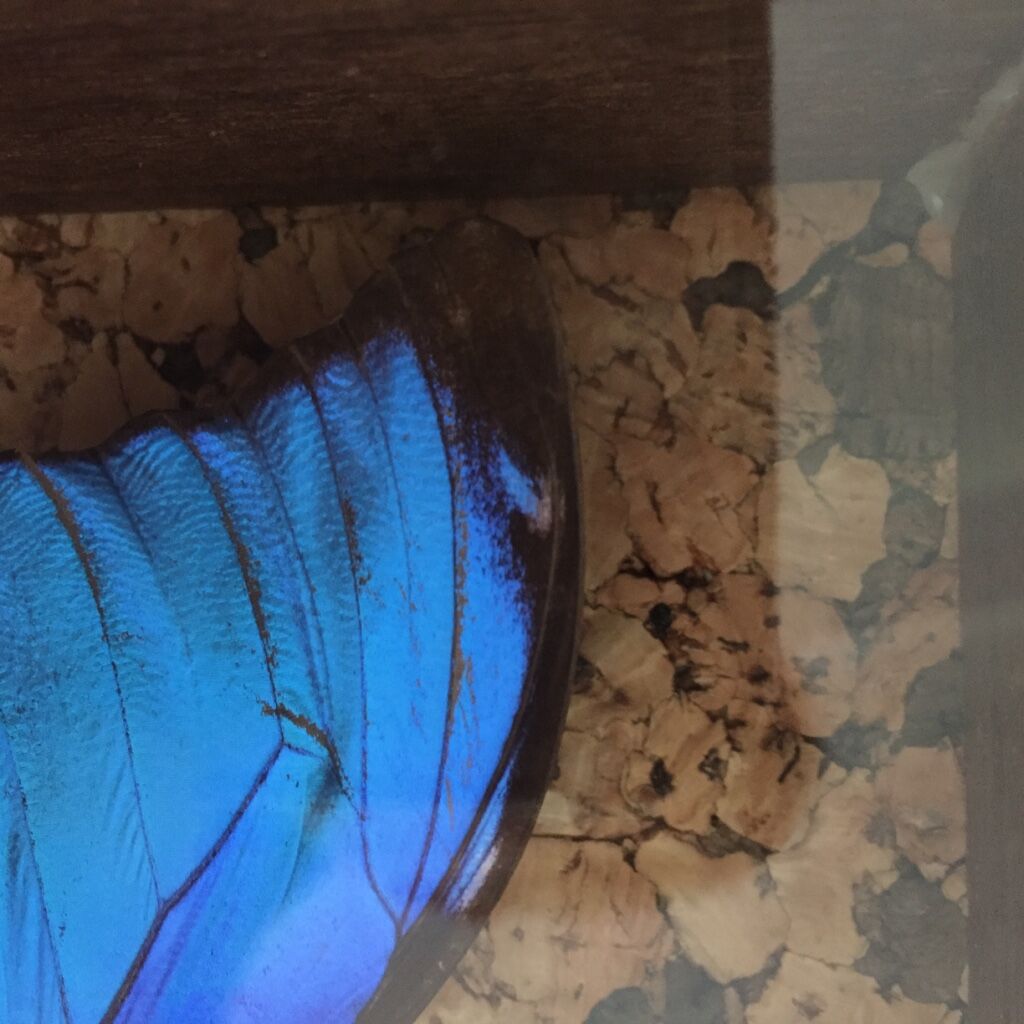 Blue butterfly framed Morpho menelaus Guyana curiosity cabinet
