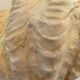 Holy water clam shell - 20x12x4cm - natural - 550g