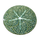 Cabbage leaf plate