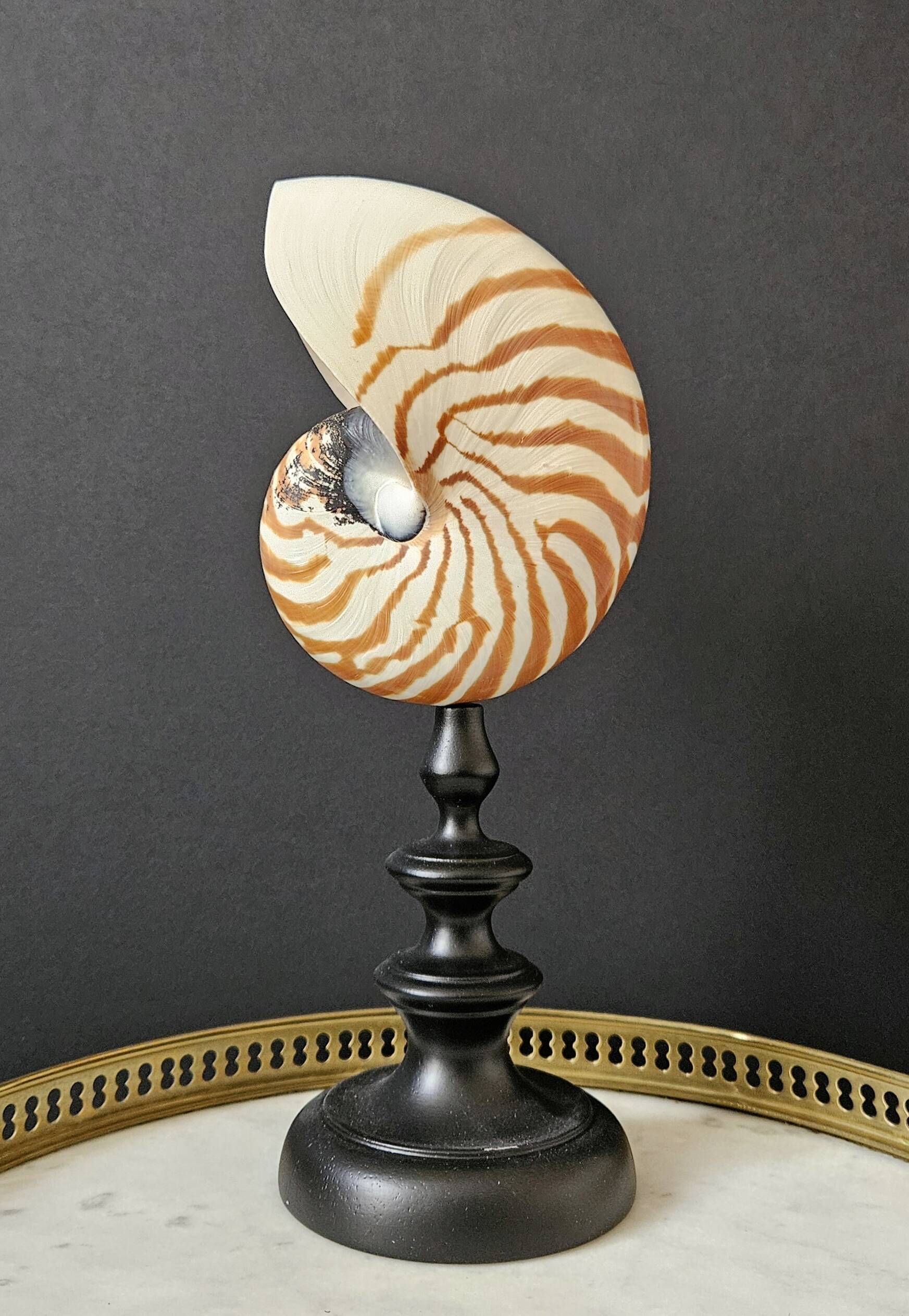 Nautilus / Natural Nautile, Black Turned Wooden Base H: 25 cm