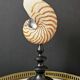 Nautilus / Natural Nautile, Black Turned Wooden Base H: 25 cm
