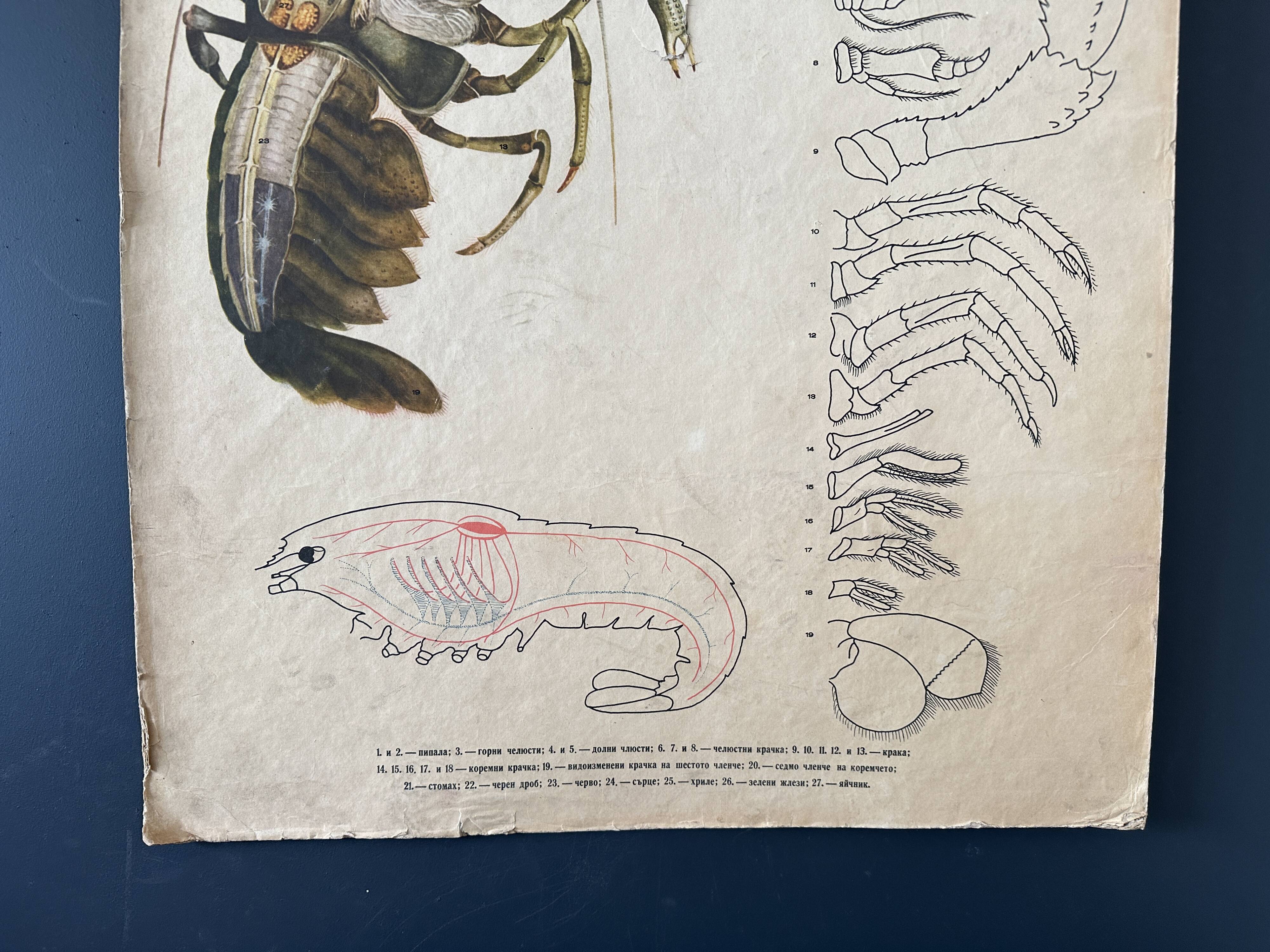 Crayfish vintage anatomy poster wall board from 1960's