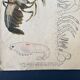 Crayfish vintage anatomy poster wall board from 1960's