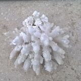 Corail blanc vintage