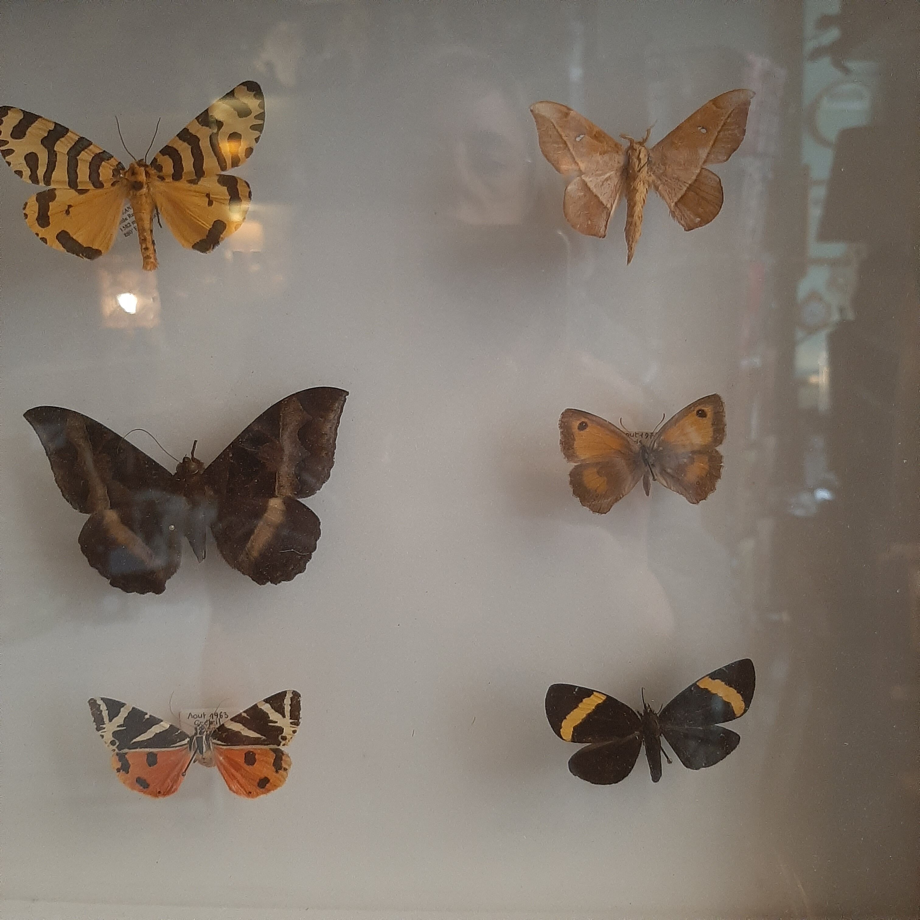 Butterfly entomology box