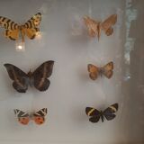Butterfly entomology box