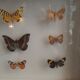 Boite d'entomologie papillons