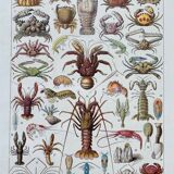 Old illustration millot "crustaceans"