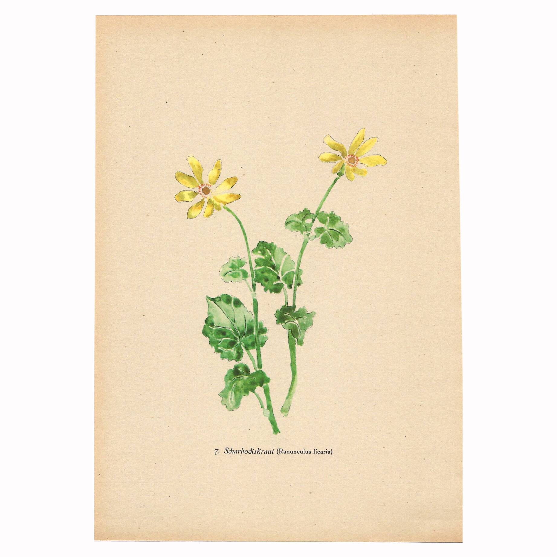 Vintage illustration from 1948. Meadow flowers by Strache -Lesser celandine-