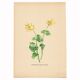 Vintage illustration from 1948. Meadow flowers by Strache -Lesser celandine-